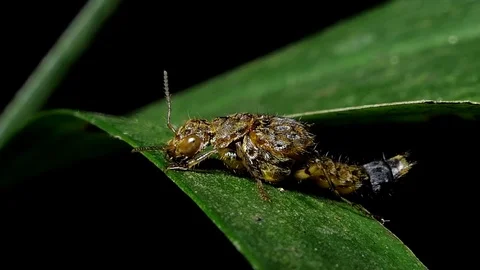 The Rove Beetle on leaves. Stock-Footage 84317633