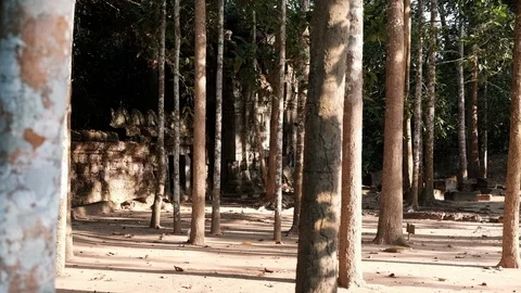 Roving through cambodian forest 库存影片 90170508