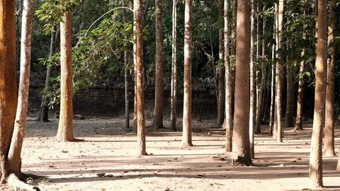 Roving through cambodian forest 库存影片 90171013