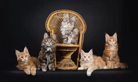 Row of 5 multi colored Maine Coon kittens on black Stock Photos