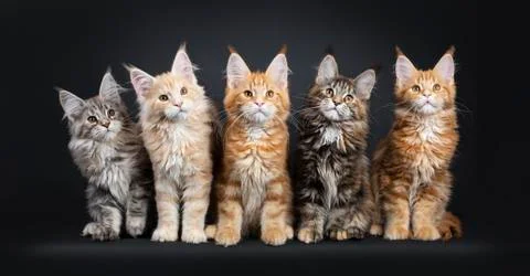Row of 5 multi colored Maine Coon kittens on black Stock Photos