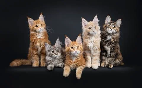 Row of 5 multi colored Maine Coon kittens on black Stock Photos