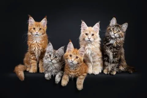 Row of 5 multi colored Maine Coon kittens on black Stock Photos