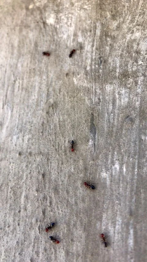 Row of ants crawling along a gray wall Stock-Footage 316594339