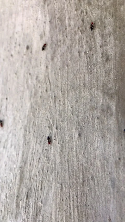 Row of ants crawling along a gray wall until they reach the anthill Stock-Footage 316594352