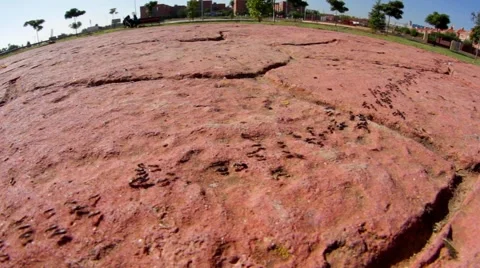 Row of ants Stock Footage 904659