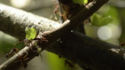 A row of ants Stock Footage 52423625