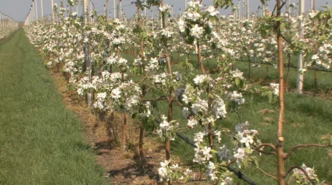 Row of apple saplings Stock-Footage 39674596