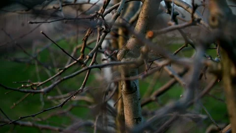 Row of apple trees detail, bare branches. Panning 4K Vidéo 330873049