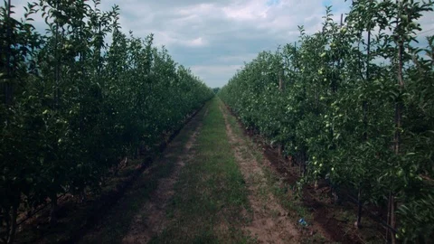 A row of apple trees Video stock 94782976
