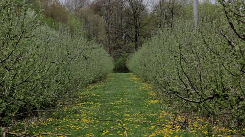 A row of apple trees ready to blossom Stock Footage 24803296