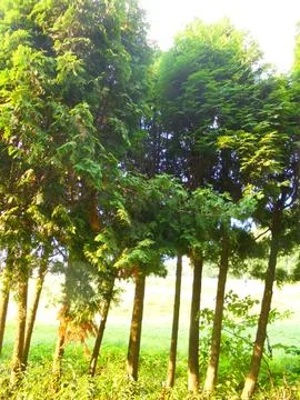 Row of arborvitae trees lit by summer sun along a temperate meadow Stock Photos