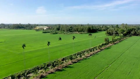 The row of areca trees are waving in the wind Video stock 167812423