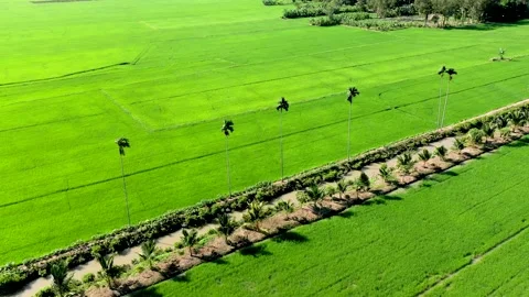 The row of areca trees are waving in the wind Stock Footage 167812459