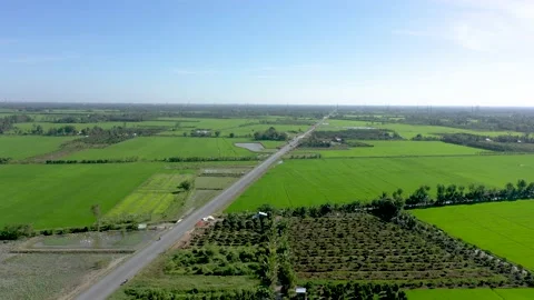 The row of areca trees are waving in the wind Stock Footage 167812531