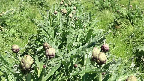 Row of artichokes at maturity. Stock Footage 109539905