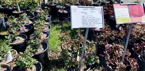 Row of baby trees Stock Footage 126260459