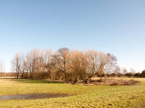 Row of bare branch trees in grass field landscape nature Stock Photos