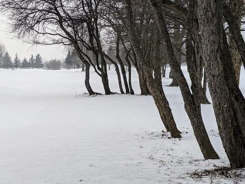 Row of Bare Deciduous Trees Leaning over Snow Covered Field in Winter Fotos Stock