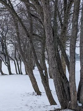 Row of Bare Deciduous Trees Leaning over Snow Covered Field in Winter Stock Photos