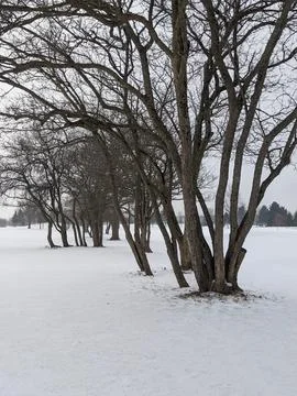 Row of Bare Deciduous Trees Leaning over Snow Covered Field in Winter Stock Photos