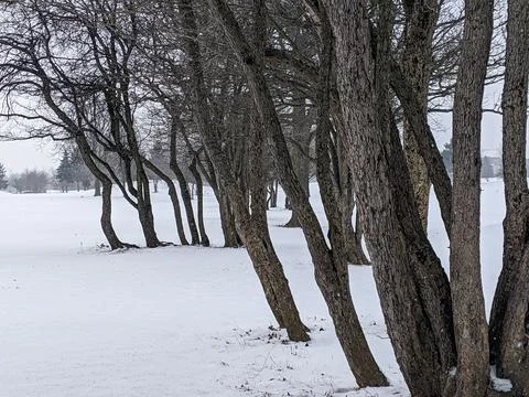 Row of Bare Deciduous Trees Leaning over Snow Covered Field in Winter Stock Photos