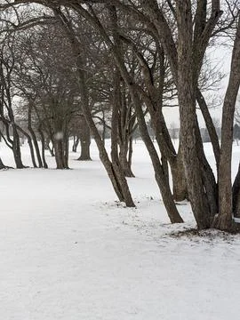 Row of Bare Deciduous Trees Leaning over Snow Covered Field in Winter Stock Photos