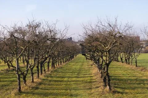 A row of bare fruit trees stands in a grassy orchard during winter, creating a Stock Photos