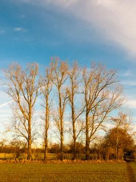 Row of bare trees landscape sky field land outside autumn day Stock Photos