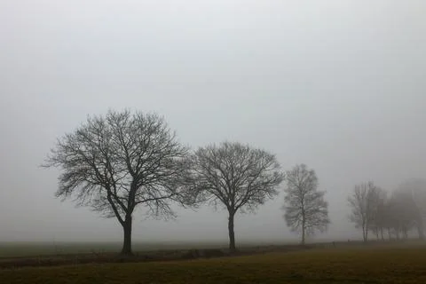 Row of Bare Winter Trees on a Misty Day in a Near Black and White Landscape Fotos Stock