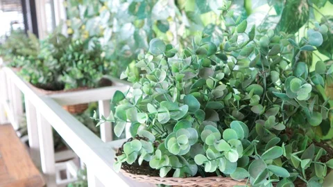 A row of beautiful greenery Stock Footage 121067846