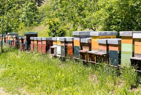 Row of Bee hives. Stock Photos