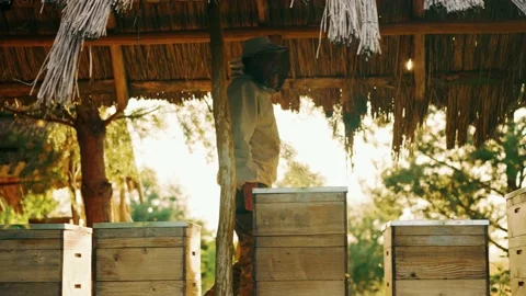 A row of bee hives standing in an apiary on a sunny day in summer. Stock Footage 225449167