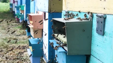 Row of bee hives while collecting pollen Stock-Footage 200537171
