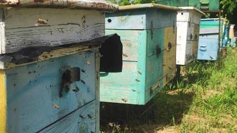 Row of bee hives while collecting pollen Stock Footage 200537861
