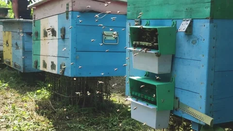 Row of bee hives while collecting pollen Stock Footage 200538526