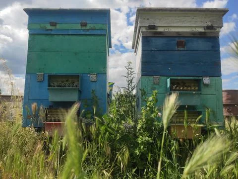 Row of bee hives while collecting pollen Stock Photos