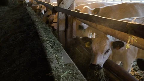 Row of Beef Cattle Cows Eating Hay From Barn Stock Footage 140214445