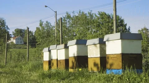 Row Of Beehive Apiary Boxes Beside Garde... | Stock Video | Pond5