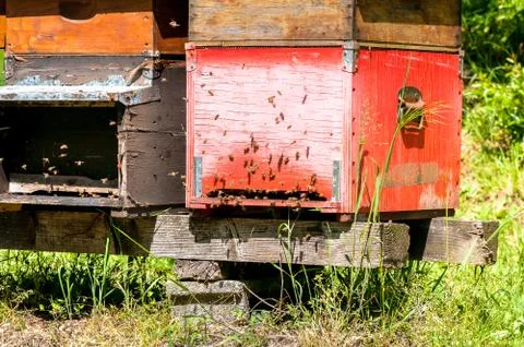 Row of beehive boxes in a apiary with bees flying.. Stock Photos