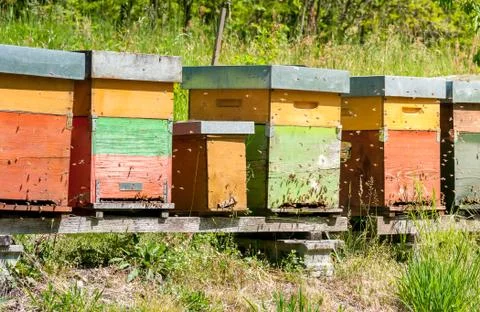 Row of beehive boxes in a apiary with bees flying.. Stock Photos