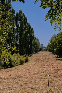 A row of big trees. Foto stock