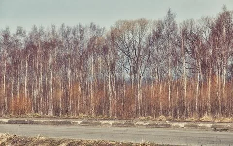 Row of birch saplings by a road Stock Photos