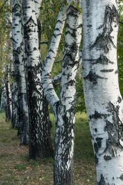 A row of birch trees Stock Photos