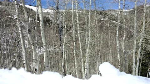 Row of birch trees in the snow. Stock Footage 49395982