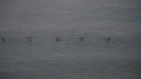 Row of birds flying low over the ocean in slow motion wide Video stock 157306215