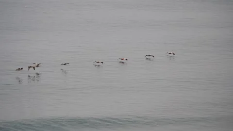 Row of birds flying low over the ocean Stock Footage 157306233