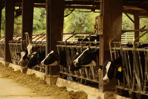 Row of black and white cows feeding in a barn Fotos Stock