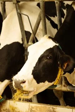 Row of black and white cows feeding in a barn Stock Photos