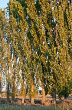 Row of Black poplar Stock Photos